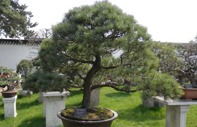 五针松的养殖办法