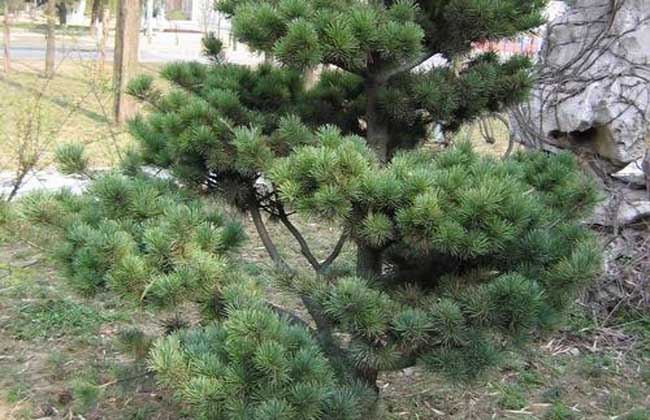 五针松的养殖办法
