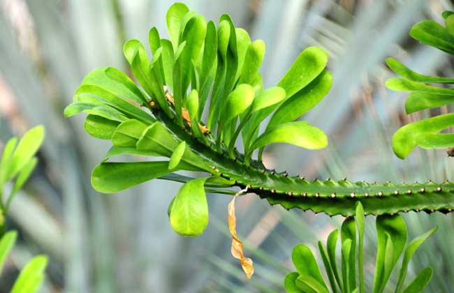 盆栽霸王鞭的养殖办法
