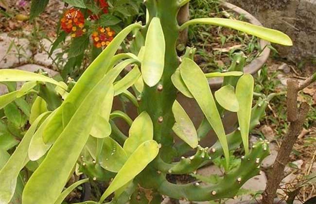 盆栽霸王鞭的养殖办法