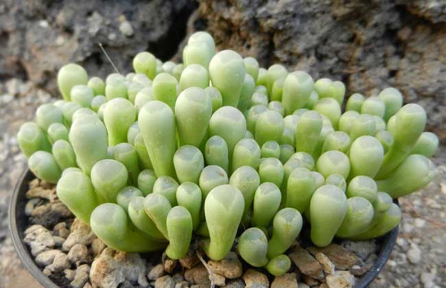 五十铃玉怎么养才好？