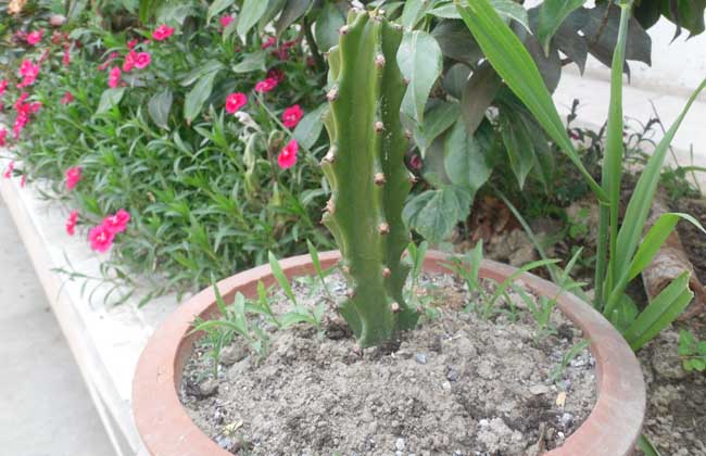 盆栽霸王鞭的养殖办法