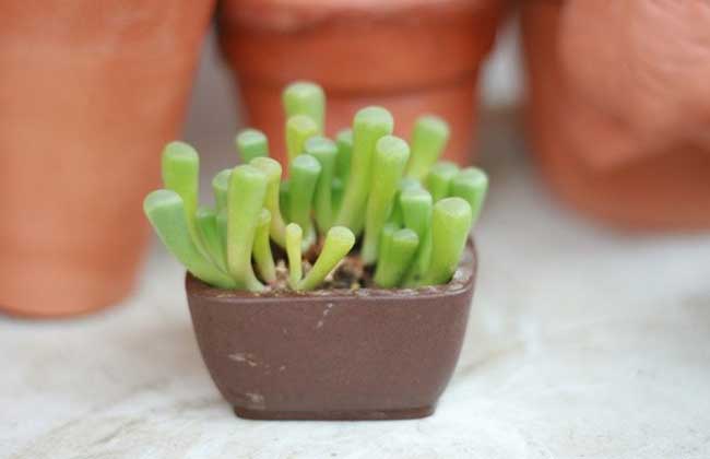 五十铃玉怎么养才好？