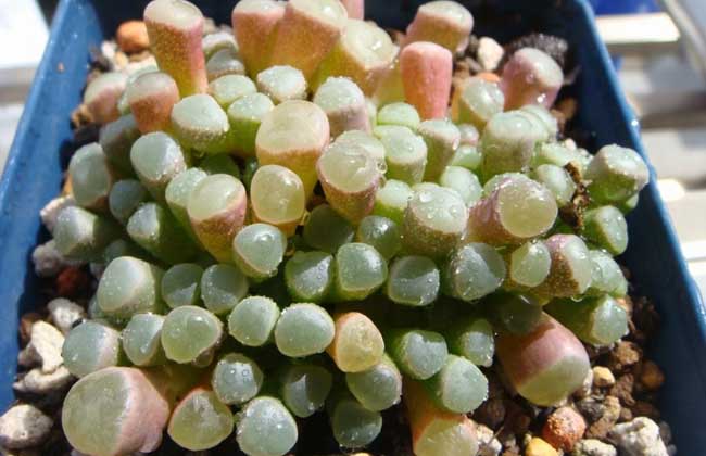 五十铃玉怎么养才好？