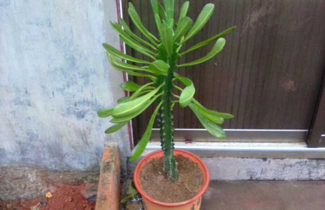 盆栽霸王鞭的养殖办法