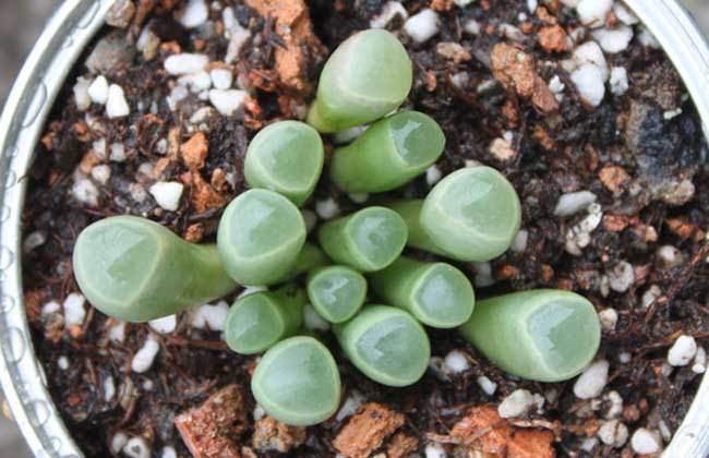 五十铃玉怎么养才好？