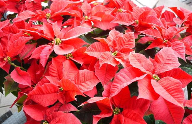 一品红怎么养殖才好？