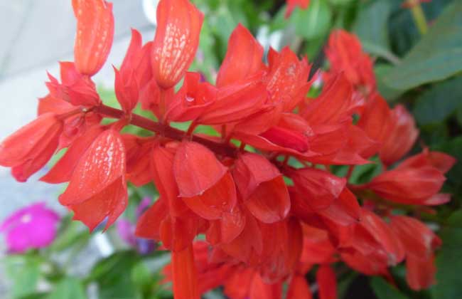 一串红什么季节开花？