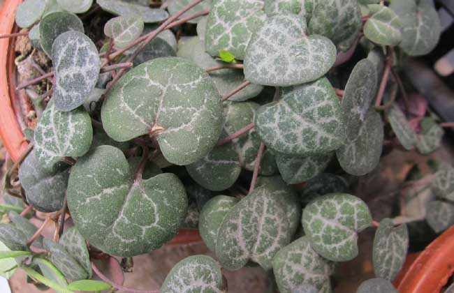 爱之蔓的养殖办法