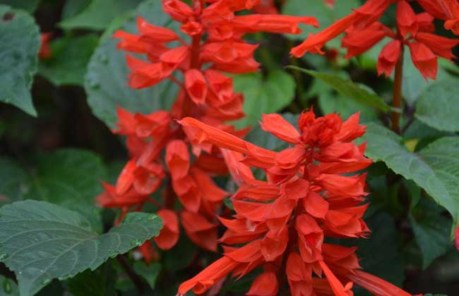 一串红什么季节开花？