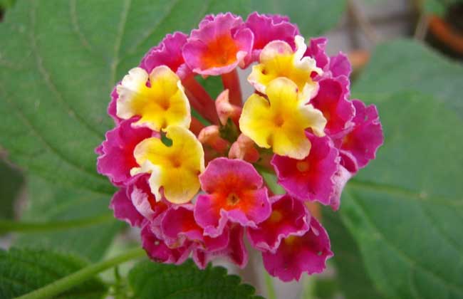 五色梅的养殖办法