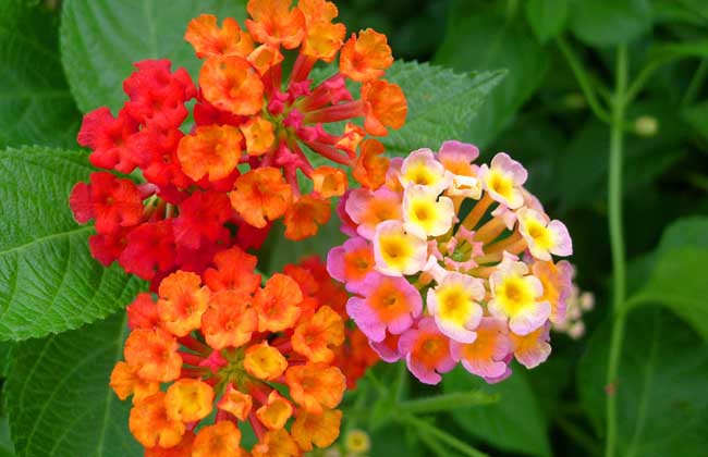 五色梅的养殖办法