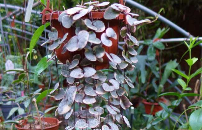 爱之蔓的养殖办法