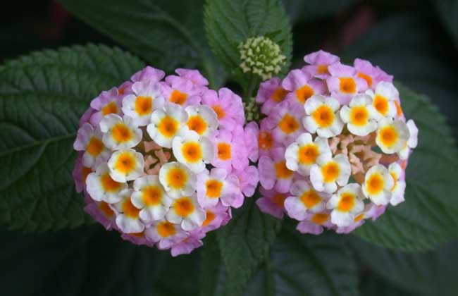 五色梅的养殖办法