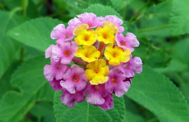 五色梅的养殖办法