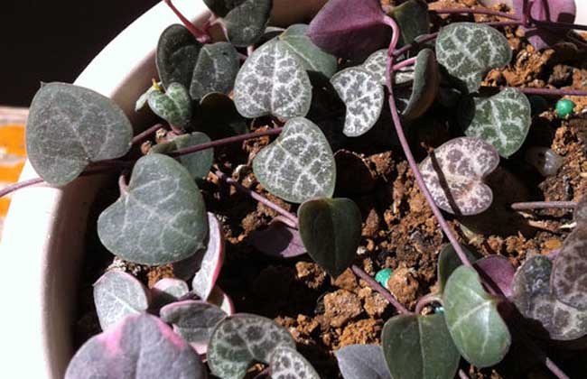 爱之蔓的养殖办法