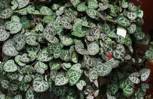 爱之蔓的养殖办法