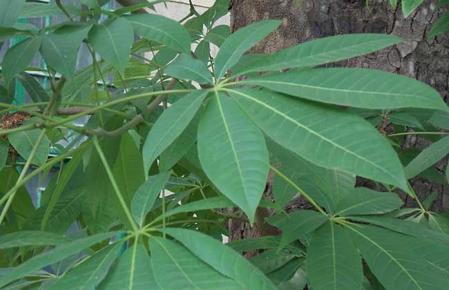 梭椤树,梭椤子,天师栗,开心果,猴板栗等,为七叶树科七叶树属落叶乔木