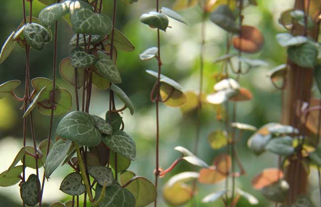 爱之蔓的养殖办法