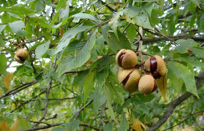 七叶树栽培技术