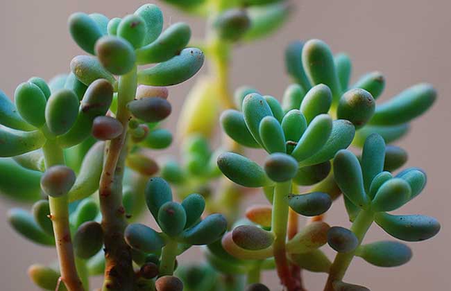 八千代怎么养殖才好？