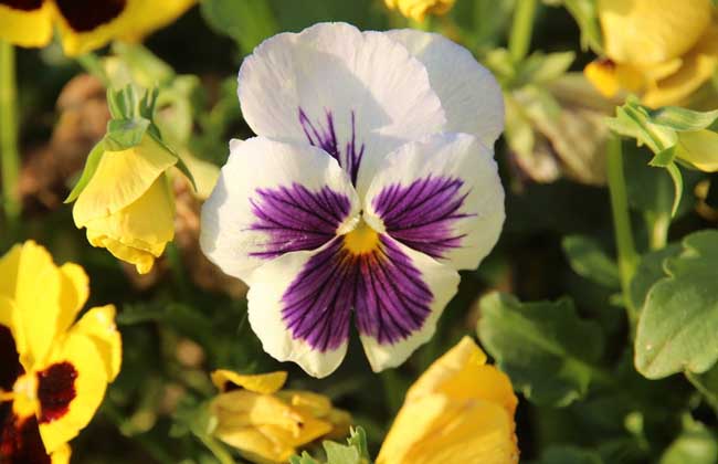 三色堇的种植办法