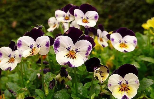 三色堇的种植办法