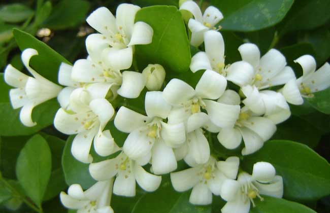 九里香盆景的制作和养护