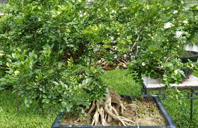 九里香盆景的制作和养护