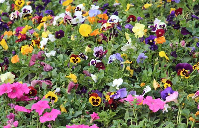 三色堇的种植办法