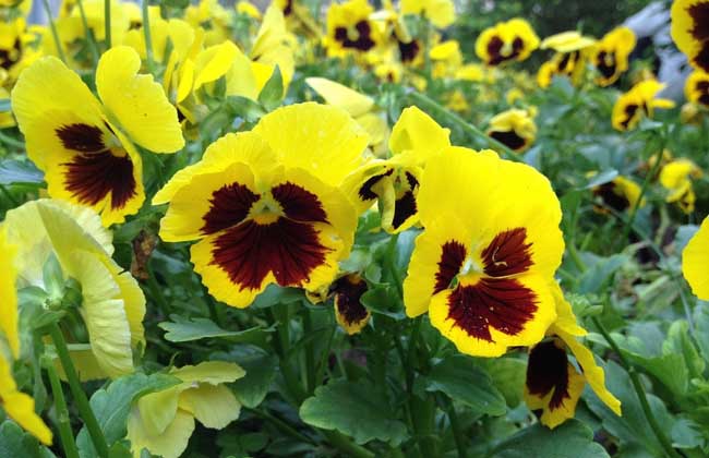 三色堇的种植办法