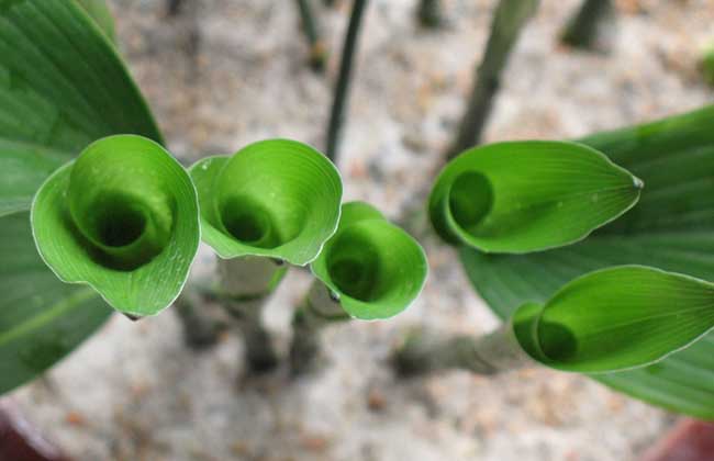 一叶兰叶子发黄解决办法？