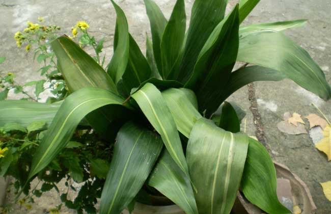 一叶兰叶子发黄解决办法？