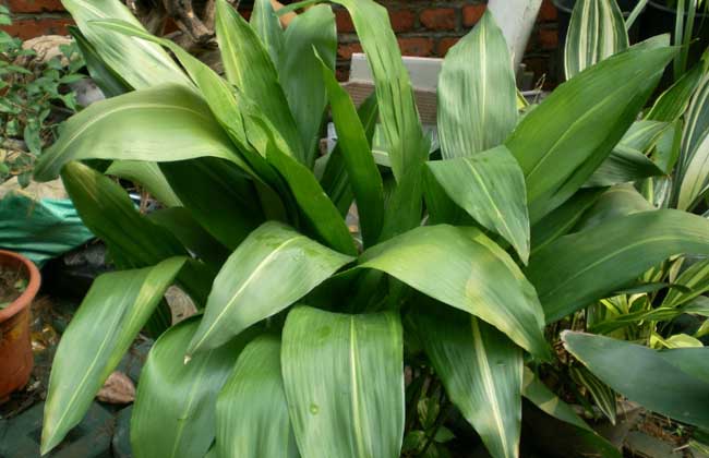 一叶兰叶子发黄解决办法？