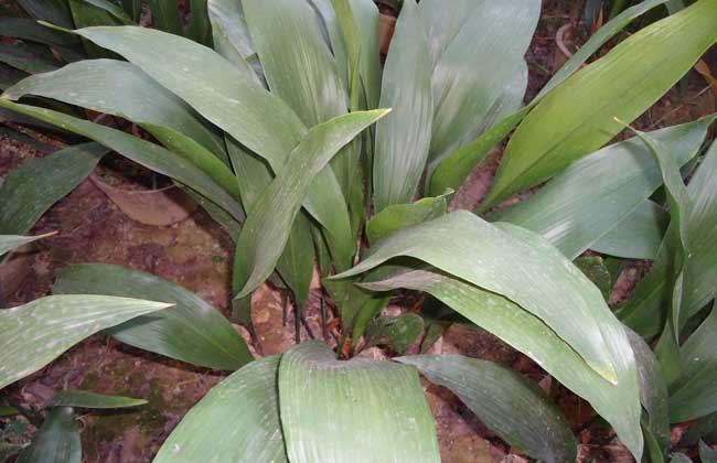 一叶兰叶子发黄解决办法？