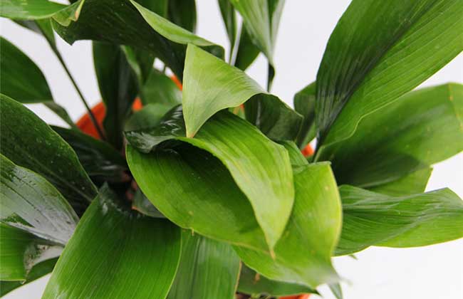 一叶兰叶子发黄解决办法？
