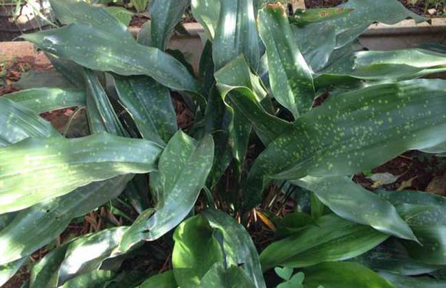 一叶兰叶子发黄解决办法？