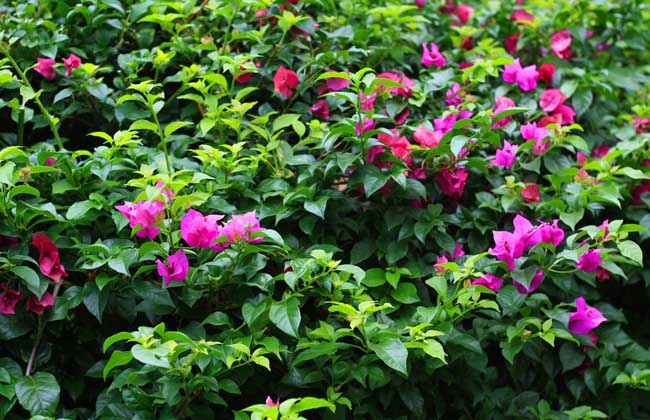 三角梅养殖办法和注意些什么