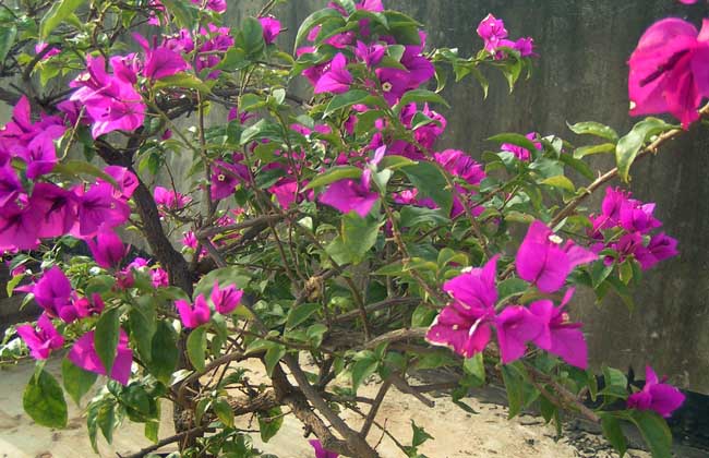 三角梅养殖办法和注意些什么