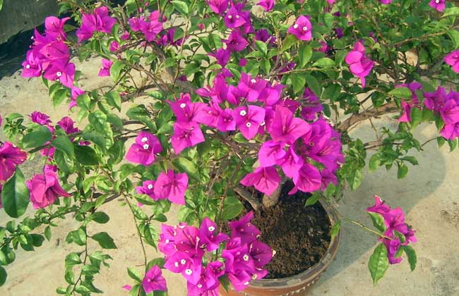 三角梅养殖办法和注意些什么