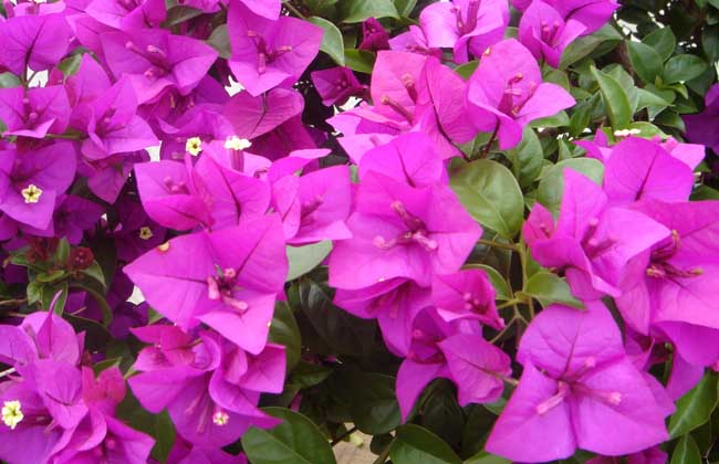 三角梅养殖办法和注意些什么