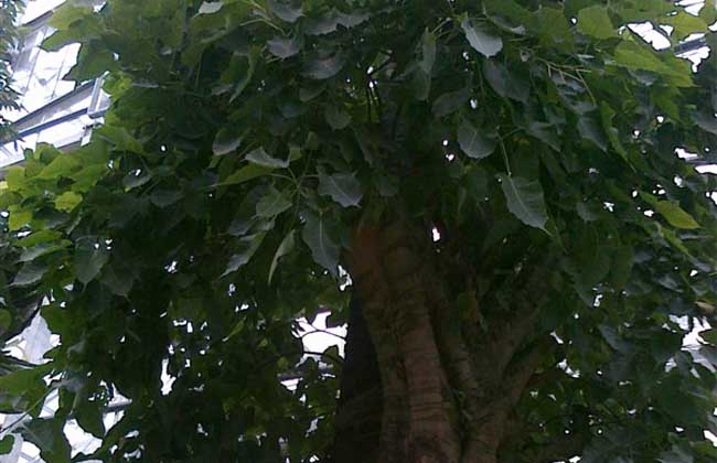 菩提树是啥树？