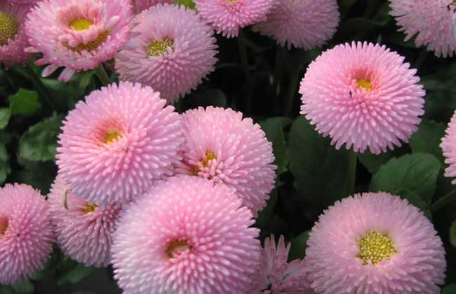 雏菊花语是啥？