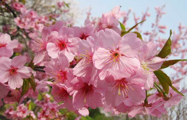 樱花的颜色有几种？