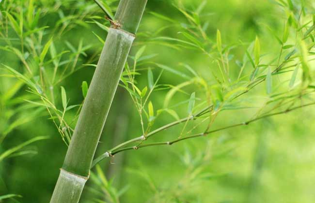 毛竹是啥植物