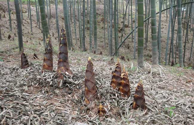 毛竹是啥植物？