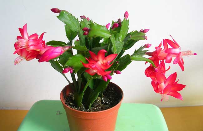 蟹爪兰是啥植物？