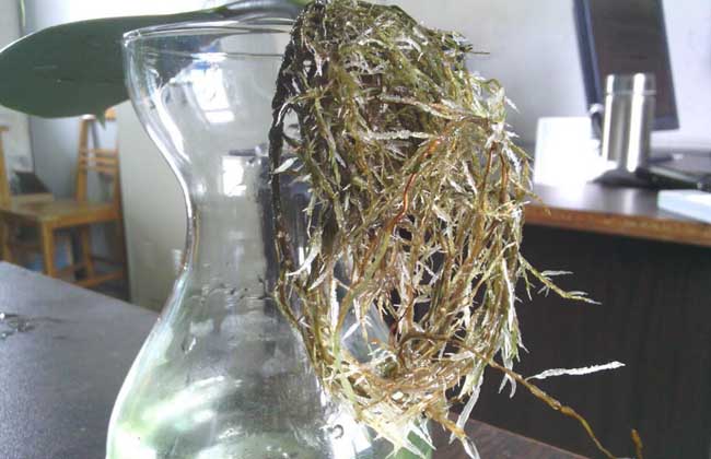 橡皮树怎么浇水？