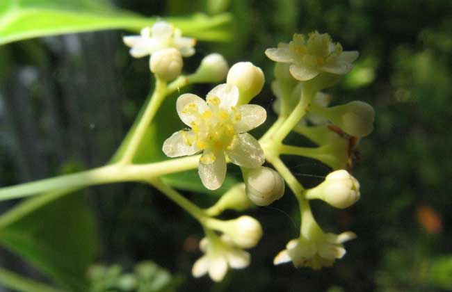 香樟什么时候开花？