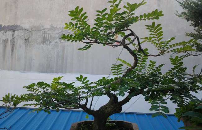 清香木别称清香树,细叶楷木,香叶子等,为漆树科黄连木属常绿灌木或小